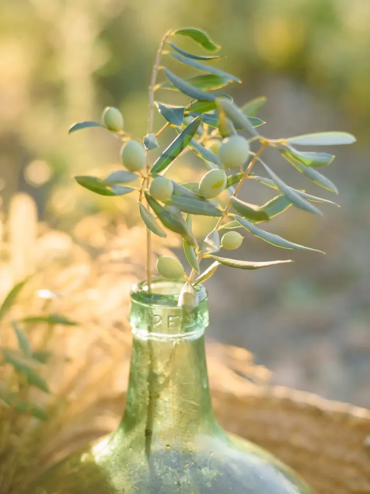 Olive Oil Wallpapers Screenshots