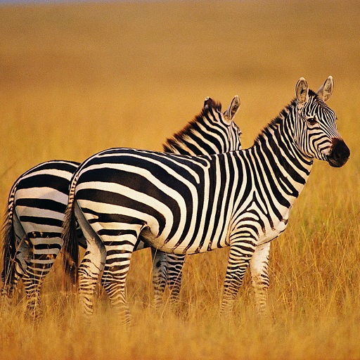 Zebra Wallpapers