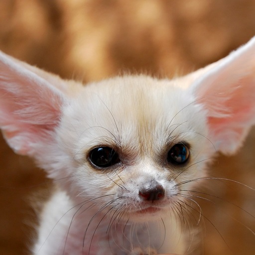 Fennec Fox Wallpaper HD