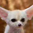 Fennec Fox Wallpaper HD