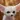 Fennec Fox Wallpaper HD
