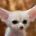 Fennec Fox Wallpaper HD