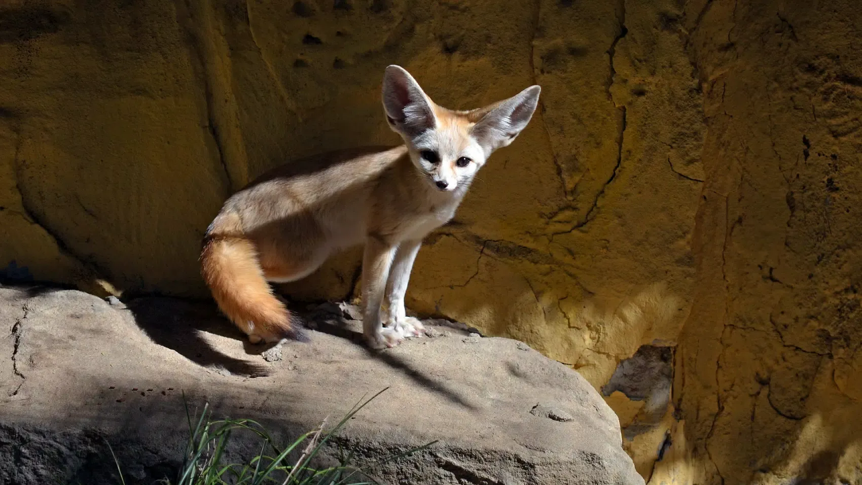 Fennec Fox Wallpaper HD Ekran Görüntüleri