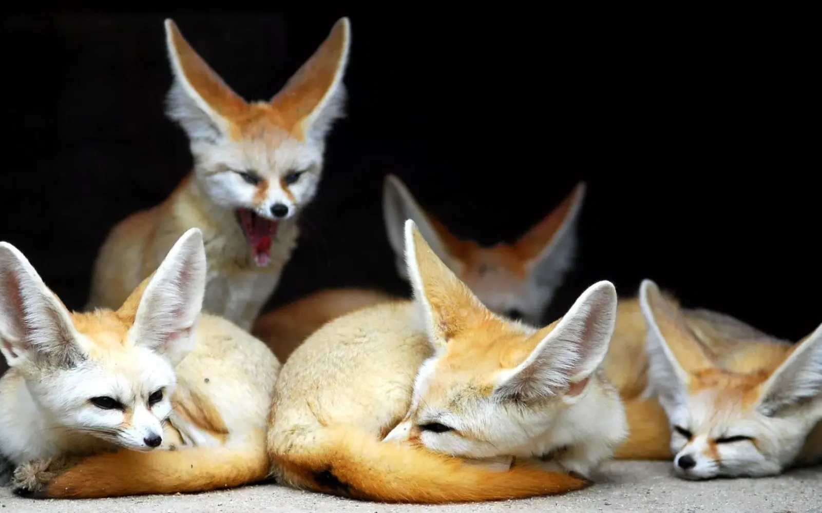 Fennec Fox Wallpaper HD Ekran Görüntüleri