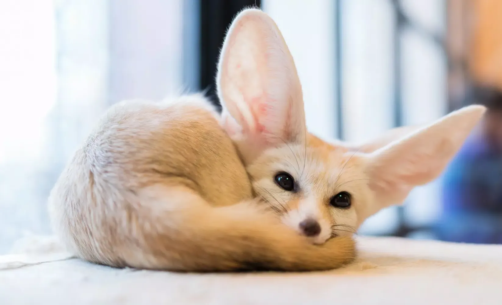 Fennec Fox Wallpaper HD Ekran Görüntüleri