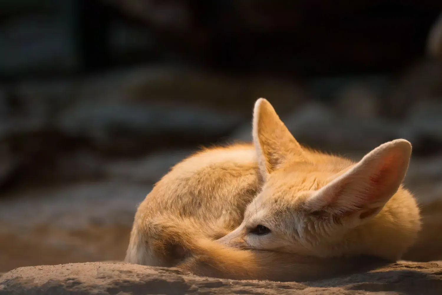 Fennec Fox Wallpaper HD Ekran Görüntüleri