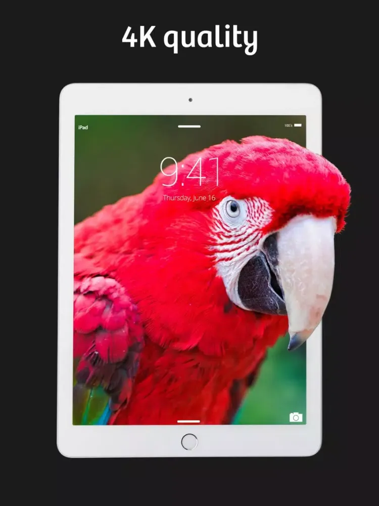 Wallzy Live Maker iPad  스크린샷