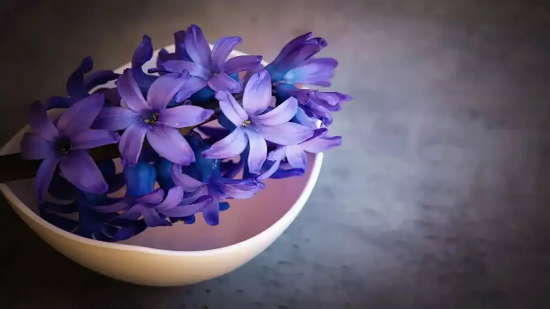 Flower Paradise Wallpapers 4k Ekran Görüntüleri