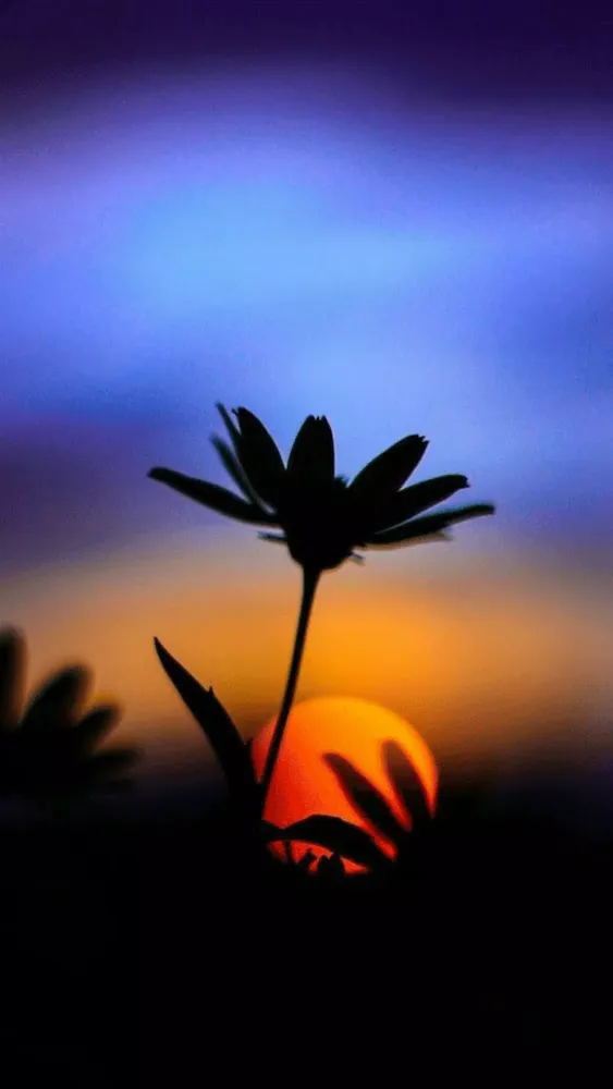 Flower Paradise Wallpapers 4k Ekran Görüntüleri