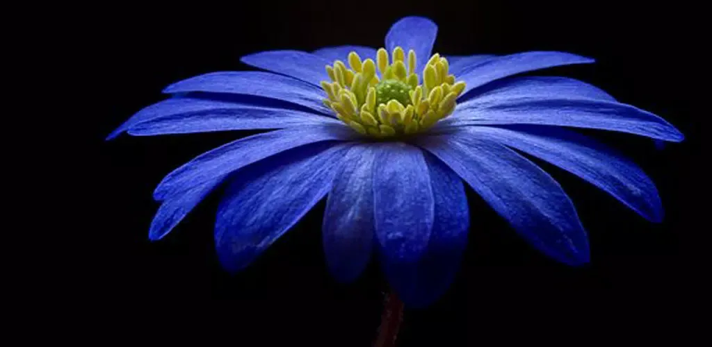 Flower Paradise Wallpapers 4k Ekran Görüntüleri