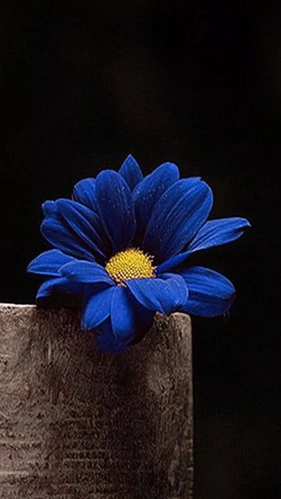 Flower Paradise Wallpapers 4k Ekran Görüntüleri