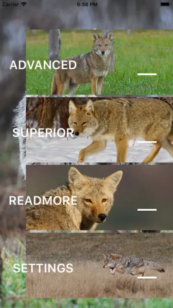 Ảnh chụp màn hình của Coyote Calls - Hunting Sounds