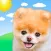 Boo Weather: Pomeranian Puppy