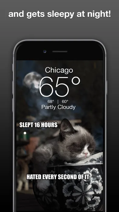 صور Grumpy Cat's Funny Weather