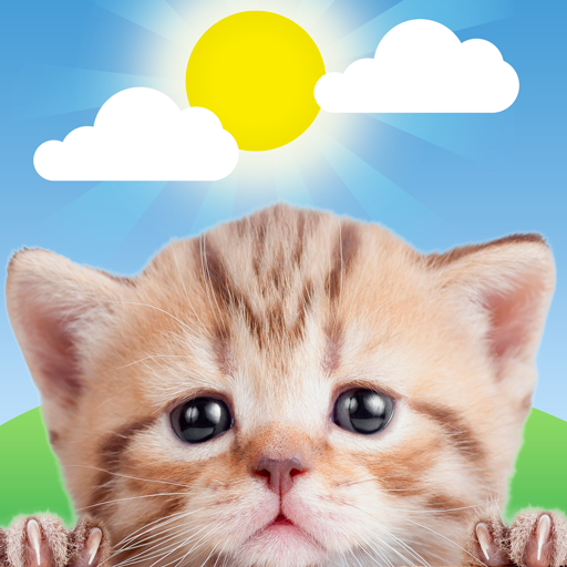 Weather Kitty Weather Kitty