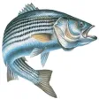Chesapeake Bay Sport Fishing Chesapeake Bay Sport Fishing