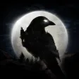 NIGHT CROWS NIGHT CROWS