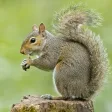 Squirrel Hunter Diaries