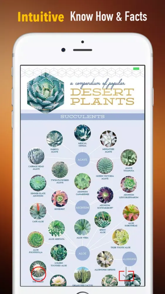 Succulents Plant for Beginners:Care Tips and Guide स्क्रीनशॉट