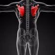 Memorize Human Anatomy Bones by Sliding Tiles Puzzle: Learning Becomes Fun