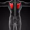 Memorize Human Anatomy Bones by Sliding Tiles Puzzle: Learning Becomes Fun