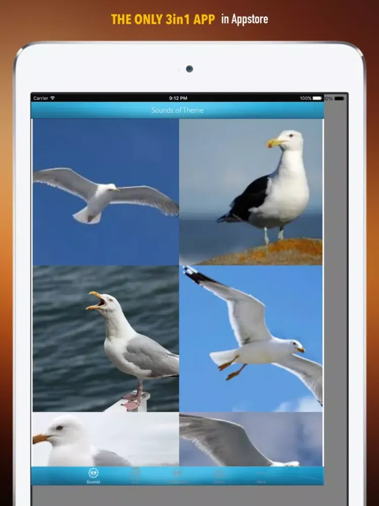 Seagull Sounds and Wallpapers: Theme Ringtones and Alarm iPad  Ekran Görüntüleri