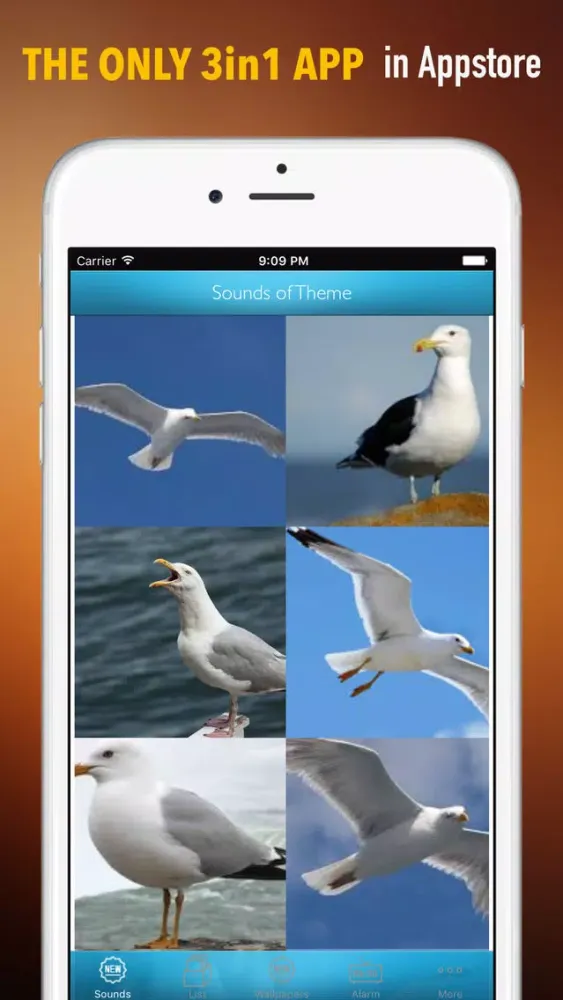 Seagull Sounds and Wallpapers: Theme Ringtones and Alarm Ekran Görüntüleri