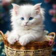 White Cat Wallpapers 4K White Cat Wallpapers 4K