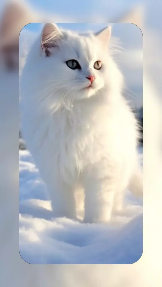 Capturas de tela do White Cat Wallpapers 4K