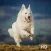 White German Shepherd