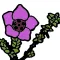 Nunavut Wildflowers