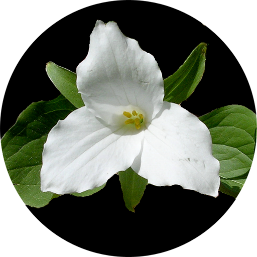 Ontario Wildflowers