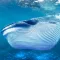 The Blue Whale