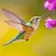 The Hummingbird
