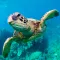 The Turtle