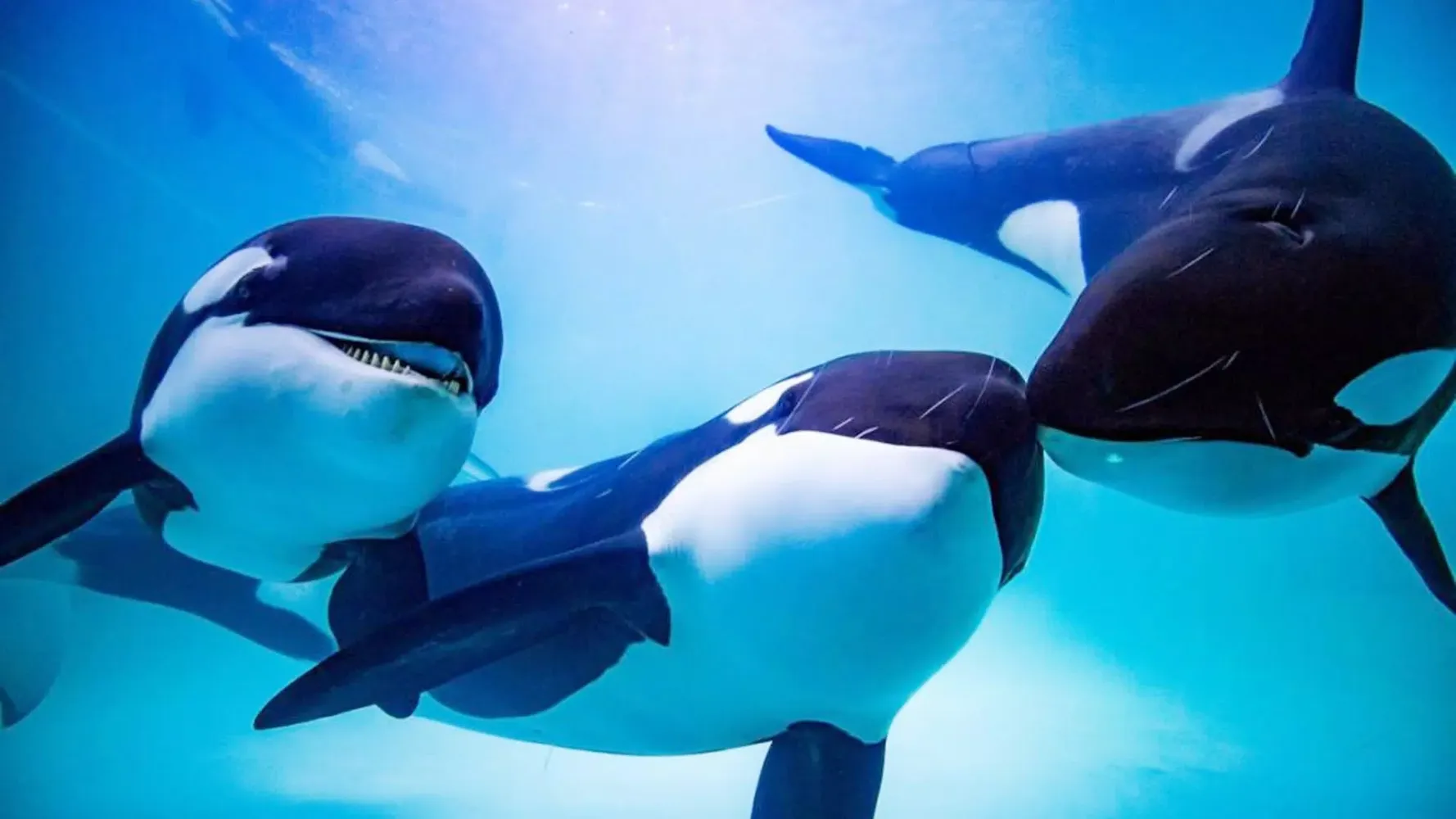 The Killer Whale スクリーンショット