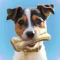 Laser Pointer - Games for Dogs