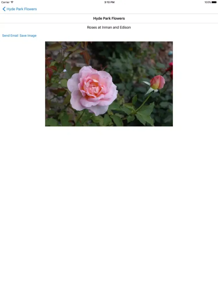 Hyde Park Flowers iPad  Screenshots