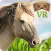 VR Horse Ride