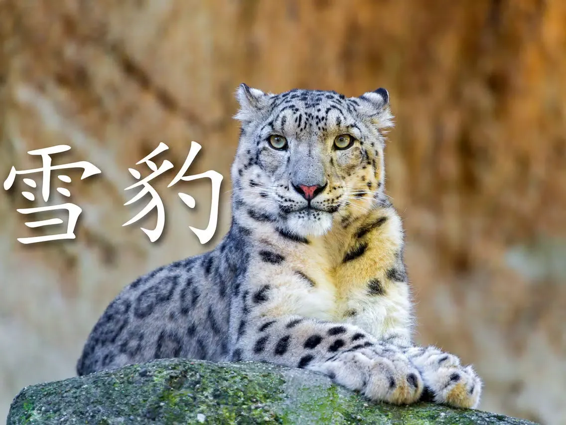 动物书 HD iPad  Screenshots