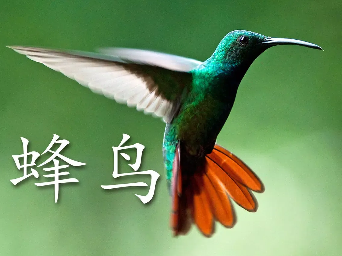 动物书 HD iPad  Screenshots