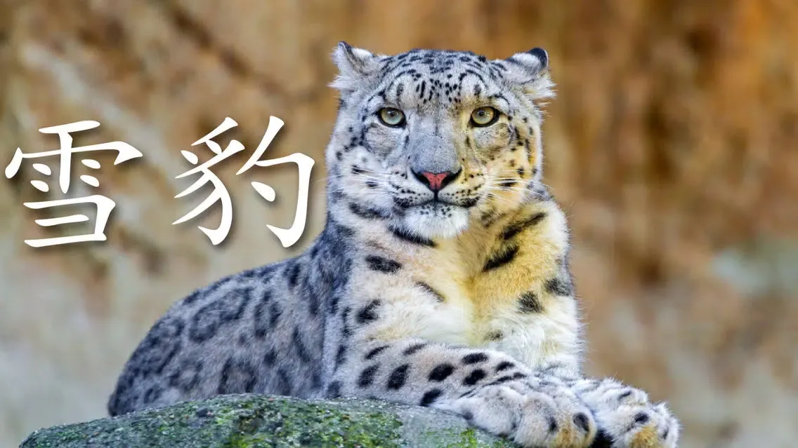 动物书 HD Screenshots