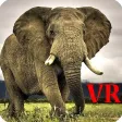 VR Elephants VR Elephants