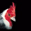 Birds of Argentina and Uruguay Birds of Argentina and Uruguay