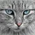 Cute Cat Collection