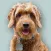 Goldendoodle Sticker Pack