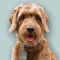 Goldendoodle Sticker Pack