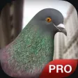 Pigeon Simulator Pro Pigeon Simulator Pro