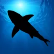 Megalodon Megalodon