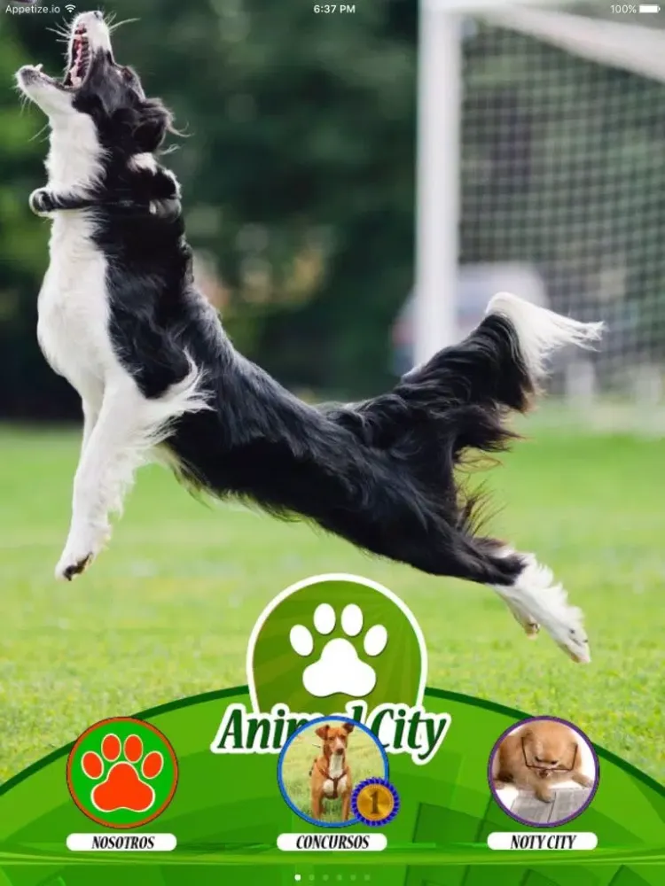 تصاویر Animal City iPad 